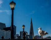 Glenn-E-Jones-Gallery-The Accidenta-Tourist-in-San-Francisco-13