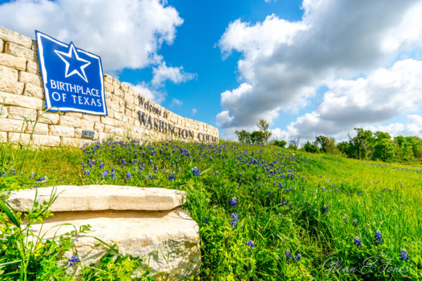 Glenn-E-Jones-Gallery-Bluebonnet-1