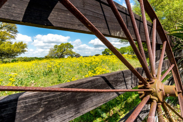 Glenn-E-Jones-Gallery-Bluebonnet-11