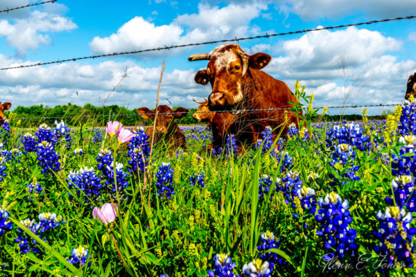Glenn-E-Jones-Gallery-Bluebonnet-2