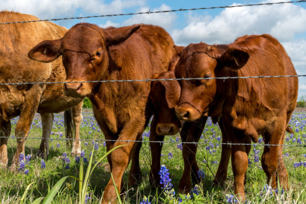 Glenn-E-Jones-Gallery-Bluebonnet-3