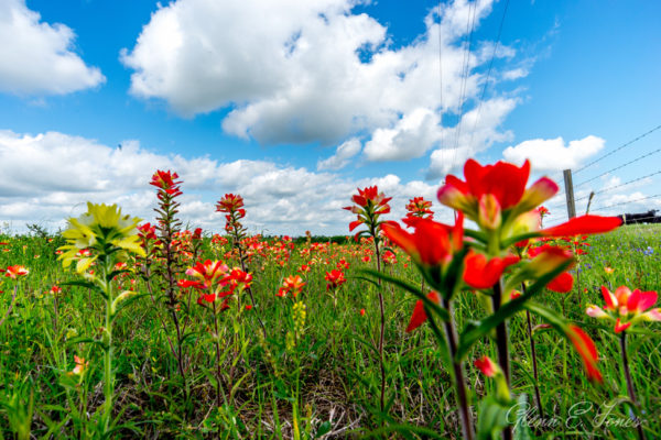 Glenn-E-Jones-Gallery-Bluebonnet-4