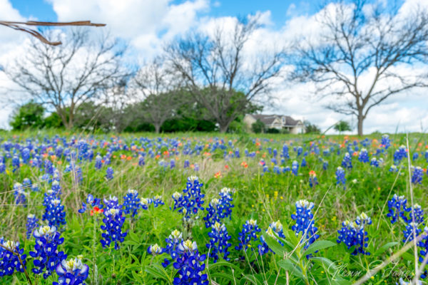 Glenn-E-Jones-Gallery-Bluebonnet-6