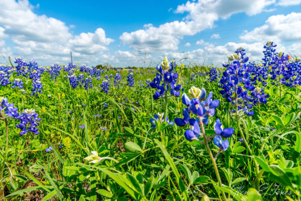 Glenn-E-Jones-Gallery-Bluebonnet-7