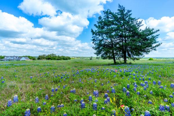 Glenn-E-Jones-Gallery-Bluebonnet-9