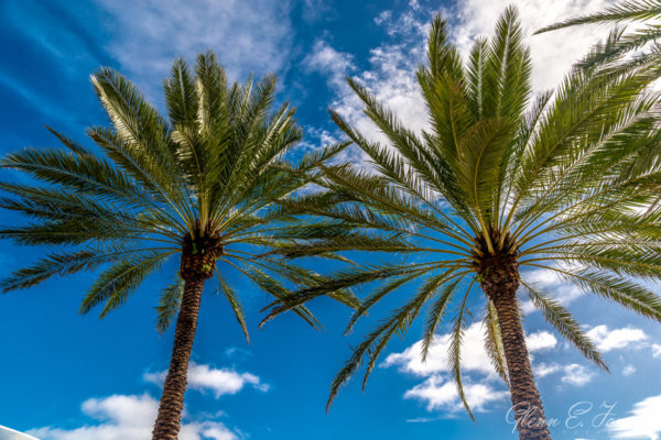 Glenn-E-Jones-Gallery-Florida-3