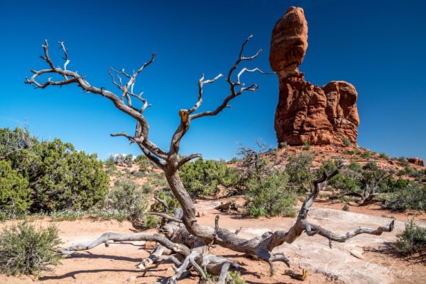 Arches_National_Park_12